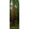 Giant Redwood Trees Ave Of The Giants Redwood National Park Northern Ca Poster Print (18 X 6)